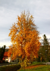 Tulipanovec (Liriodendrum tulipifera) (1)