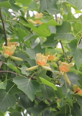 Tulipanovec (Liriodendrum tulipifera) (2)