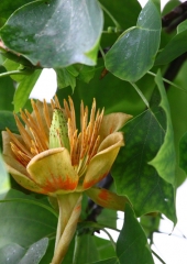 Tulipanovec (Liriodendrum tulipifera) (3)