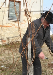 Vincencevo 2017 (22)
