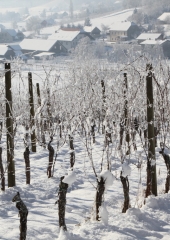 Vincencevo-Bizeljsko-2024-6