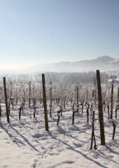 Vincencevo-Bizeljsko-2024-7