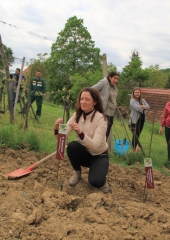 Vinske-kraljice-obiskale-Bizeljsko-2019-17