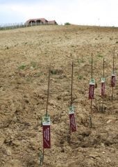 Vinske-kraljice-obiskale-Bizeljsko-2019-28