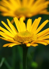 Vrbovolistni primožek (Buphthalmum salicifolium) (1)