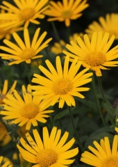 Vrbovolistni primožek (Buphthalmum salicifolium) (2)