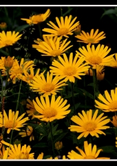 Vrbovolistni primožek (Buphthalmum salicifolium) (3)