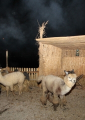 Zive-jaslice-na-Bizeljskem-2023-3